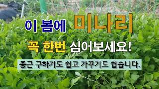 이 봄에 미나리 한번 꼭 심어보세요 종근 구하기도 쉽고 가꾸기도 쉽습니다. #주말농장 #밭 미나리 가꾸기 #…