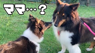 [生後5ヶ月シェルティ]親子ですか…？