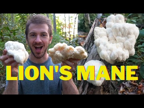 How to Forage Lion's Mane Mushroom. Identify and Cook Stir Fry Recipe. Medicinal Properties Benefits