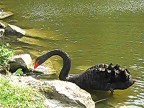 Black swan