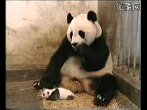 What scared the mother panda with loss of soul