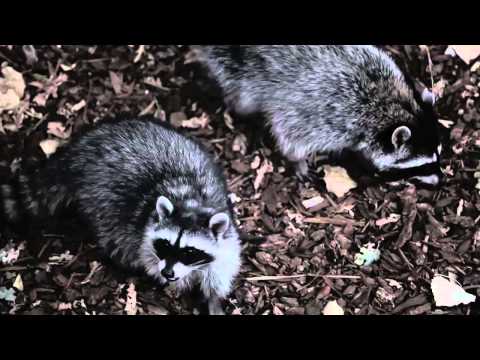 Cj Wellsmore ' SEBA Tour in the USA '