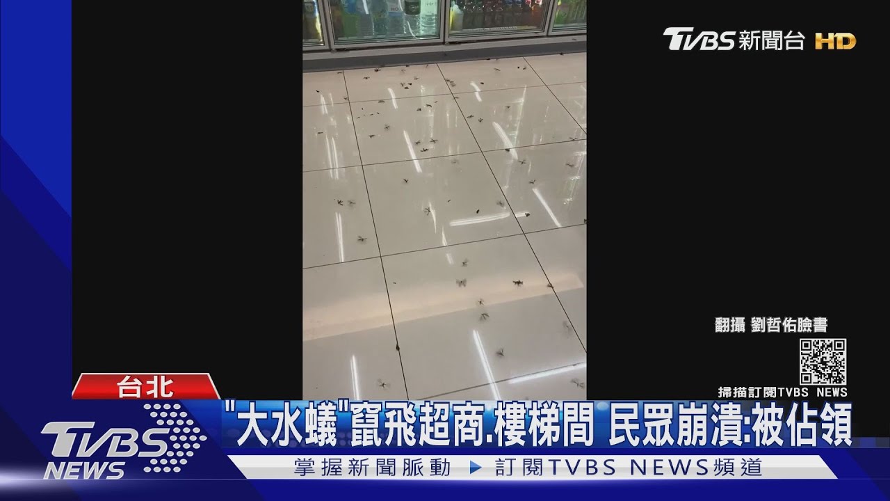 「大水蟻」竄飛超商、樓梯間!大雨要來? 專家這麼說