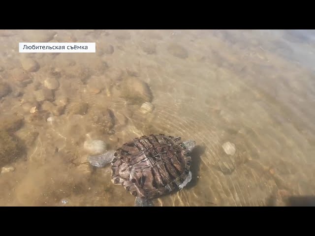 Необычный улов попался ангарскому рыбаку