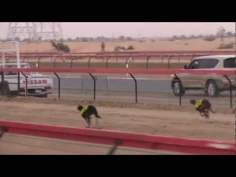 Fazza Dog Race Championship 2013 Saluqis  بطولات فزاع الصيد بالسلق - المحترفين
