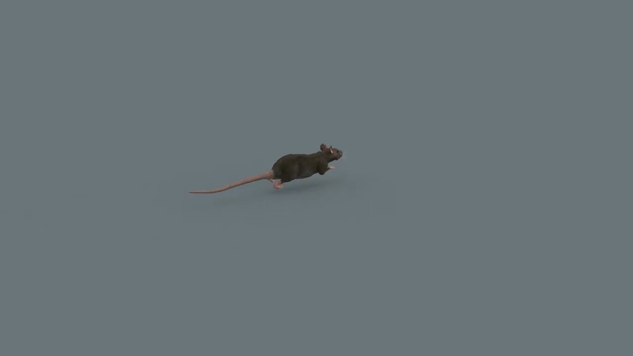 Top Rat - 8k - 3d animated mouse 3D Model