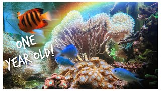 Huge 1 Year Update! | Red Sea Reefer 3XL 900 | 240 gallon Mixed Reef Tank August 2022 Update