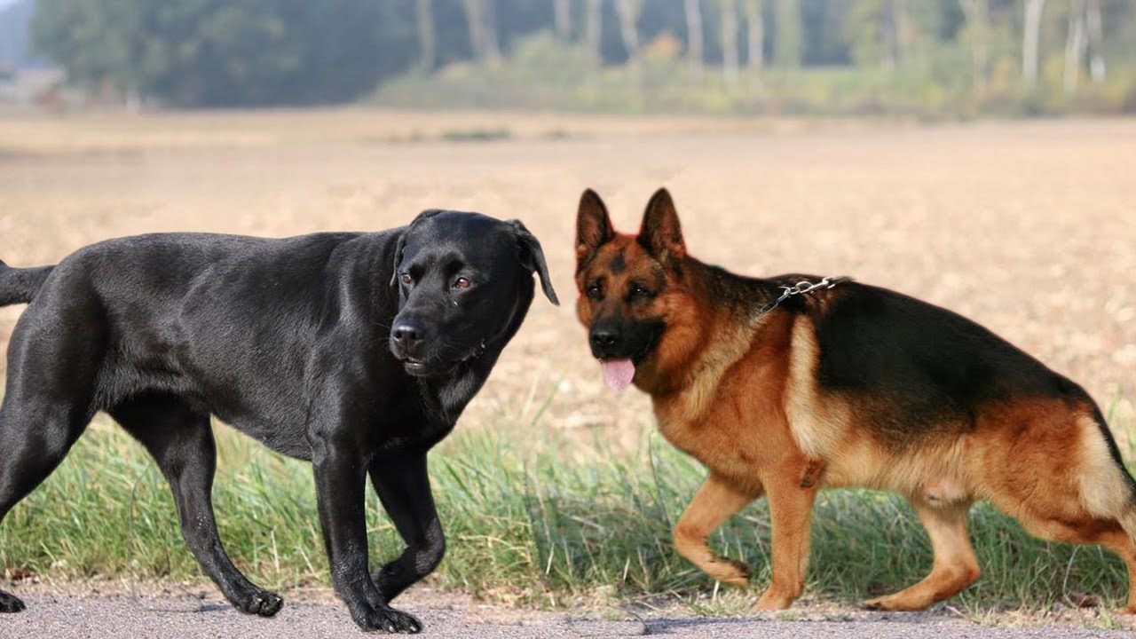 Labrador Vs German Shepherd Descarga Gratuita De Mp3 Labrador Vs German Shepherd A 320kbps