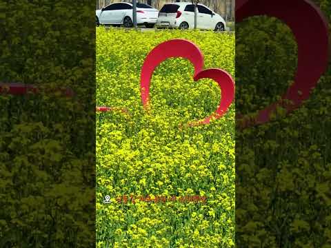 지금 바로 달려가야 할 낙동강 유채꽃 실황!