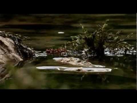 Die schwarze Donau - Ein Fluss verschwindet 3/3