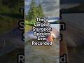 The 5 Largest Sturgeon Species Ever Recorded #sturgeon #fish