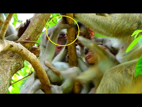 Brat Jazzy Hard Stole Jane`s Milk When Britta Cry Tantru m Very Noisy Asking Milk Breaking Her.