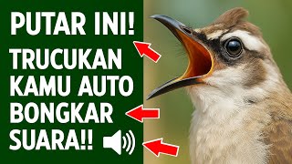 Download lagu Masteran trucukan gacor ngalas tarung ropel paling bagus untuk pancingan trucukan agar bunyi nyaut mp3 Download lagu Masteran trucukan gacor ngalas tarung ropel paling bagus untuk pancingan trucukan agar bunyi nyaut mp3