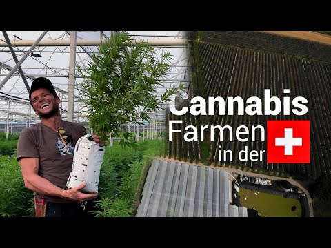 60km Cannabis - 1 Tag mit dem Chef einer riesigen CBD-Farm