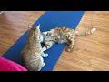 Orange Tabby Cats Play Fight