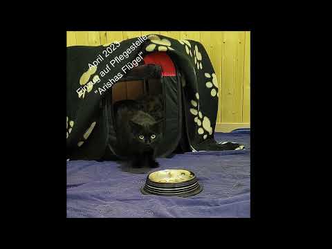 😻 Die Geschichte von Sanura (heisst jetzt Soraya) 😻