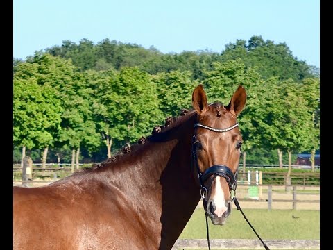 -sold- Quadriga: Dressage gelding by Belissimo ideal for amateur rider