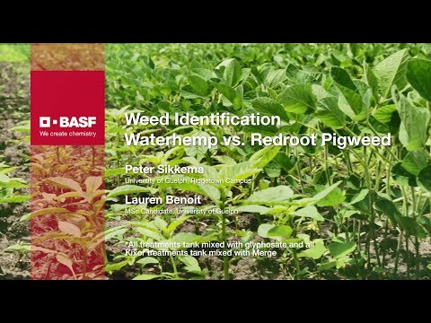 Weed identification of Waterhemp and Redroot Pigweed | BASF