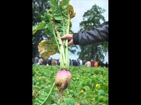 La Ronda de las Verduras