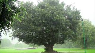 Purana Qila on rainy day