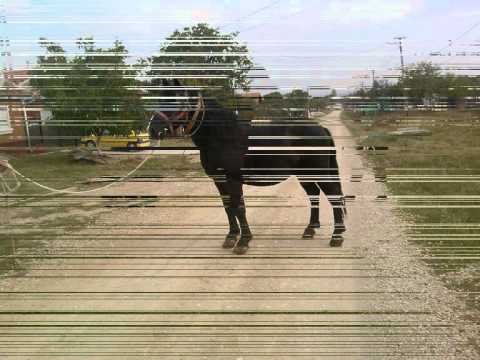 Cal de vanzare!!! Arad Agrisu Mare