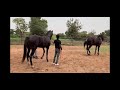 Big Horse Mating Animal Mating Video