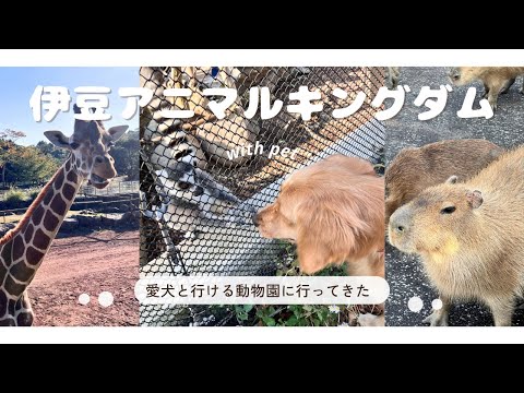 YouTube動画を再生