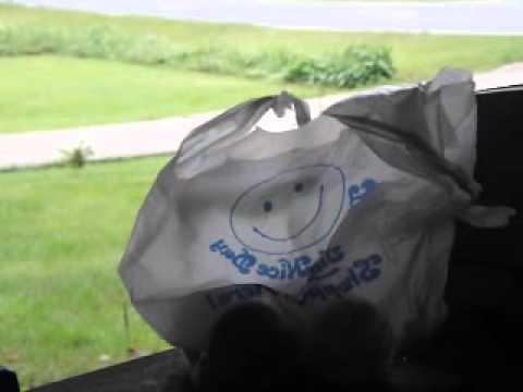 The dancing bag plays Zepplin ~ ‎September ‎9, ‎2014