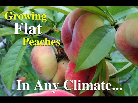 Flat Peaches Fruit Tree