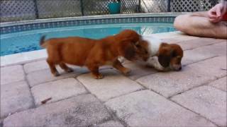 Royalworth’s Abounding Abigail – A Piebald Miniature Long Haired Dachshund Female Puppy