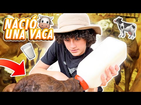 ESTUVE EN EL PARTO DE UNA VACA....TODO ESTO PASÓ | Trabajando en otra granja! @ParquePanaca