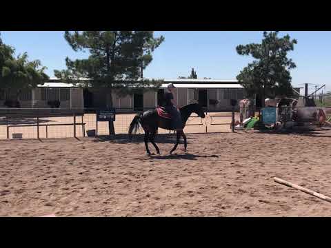 2 yr filly   Jubba Hubba Huntin