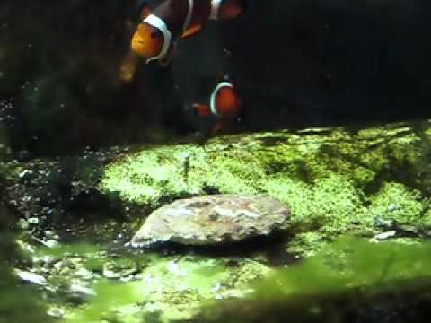 Couple of clownfish attacking a scallop