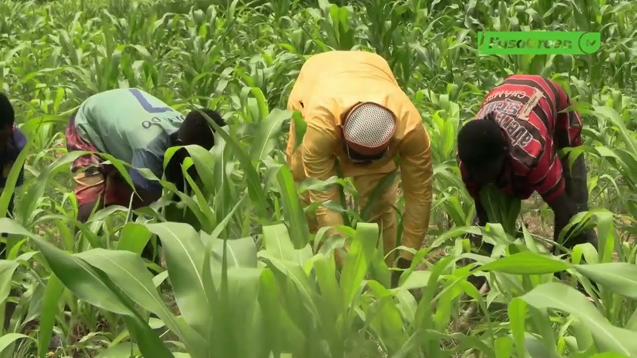 Campagne agricole 2025-2026 : Immersion dans un champ de maïs à Youga