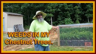 Why are there so many WEEDS in my Chestnut Trees? - Reorganizing the Chestnut Trees