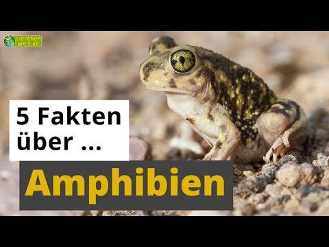 5 Fakten über Amphibien: Frosch, Salamander, Axolotl & Co. - Tier-Doku für Kinder