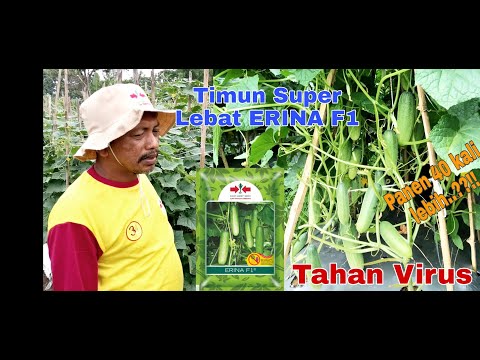 , title : 'Budidaya Timun Baby Super Lebat Dan Tahan Virus Varietas ERINA F1  dari Cap Panah Merah'