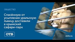 Спасённую от усыпления уральскую львицу доставили в крымский сафари-парк