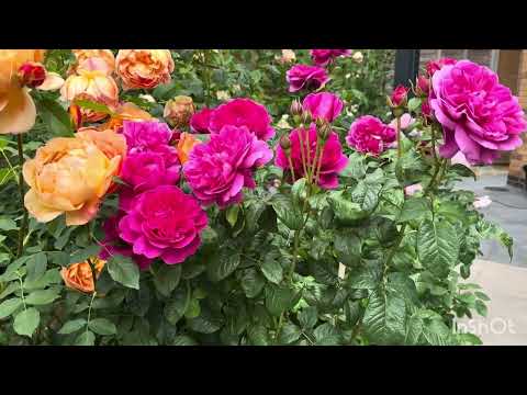 My top 10 best performing David Austin rose 2025