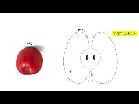 子房 成長