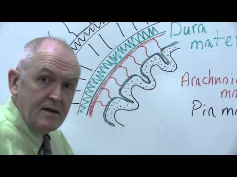 Nervous system 12, Meninges and skull protect the brain