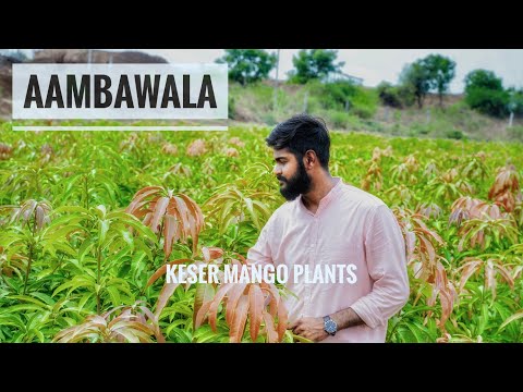 mango plants|aamba kalam