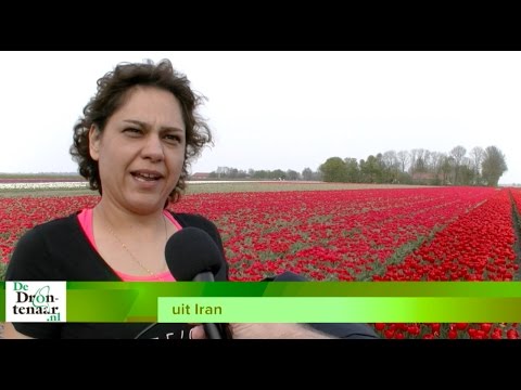 Organisatie Tulpenroute: Het aantal tulpenvelden in Dronten groeit explosief Organisatie Tulpenroute: Het aantal tulpenvelden in Dronten groeit explosief