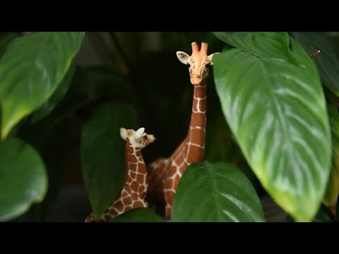 Schleich Wild Life Giraffe Female and Calf - Kid's Toys "QUICK" Review : Toy-M-Toy, Giraffe Sound