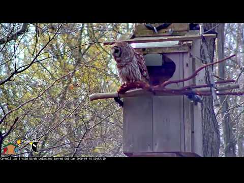 Barred Owls Communicate During Prey Delivery – April 16, 2020