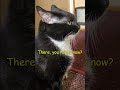 Tuxedo Cat Looking Contemptuously At Her Human