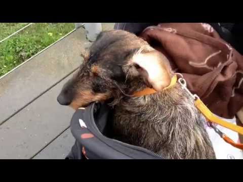 2014-07-14 Physiotherapie, TiHo Hannover