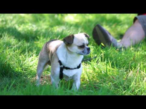 Viktor Baum - Mein kleiner Hund