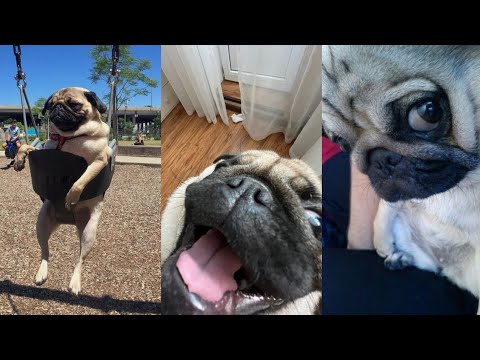 Only Pugs Make You Laugh Like That 🤣|| FUNNY PUGS COMPILATION