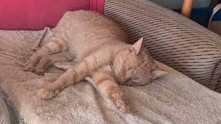 Žuti mačak spava na fotelji u kući u dnevnom boravku--baš ga boli briga...